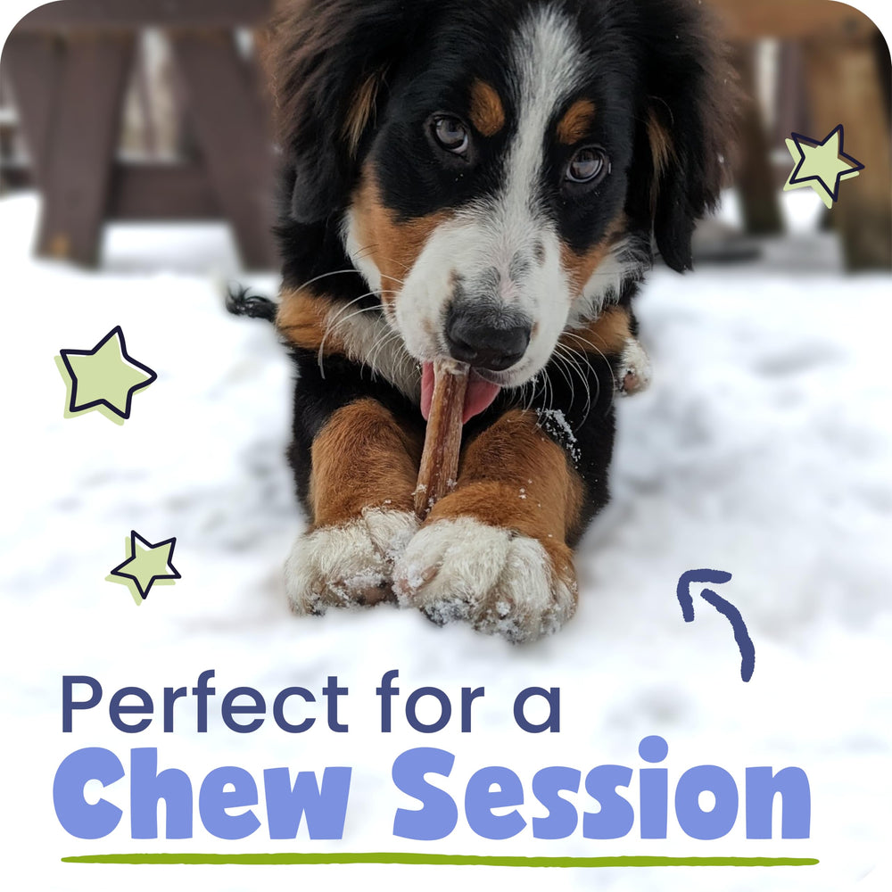 Pawstruck beef pizzle ingredient close-up highlights a single-ingredient natural chew.