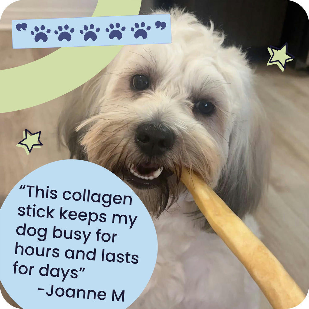 Pawstruck 5-pack keeps treats handy for training and enrichment.