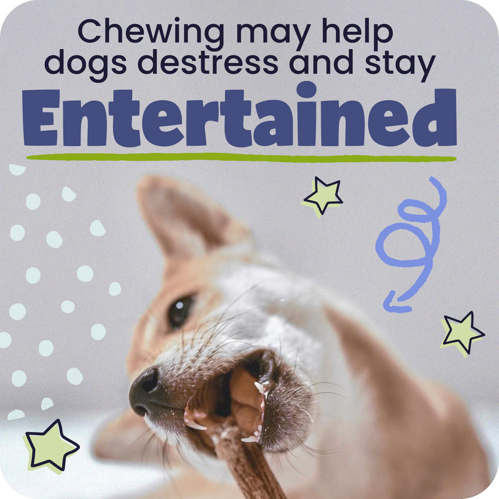 Pawstruck dental health chew in use demonstrates gum-massage action.