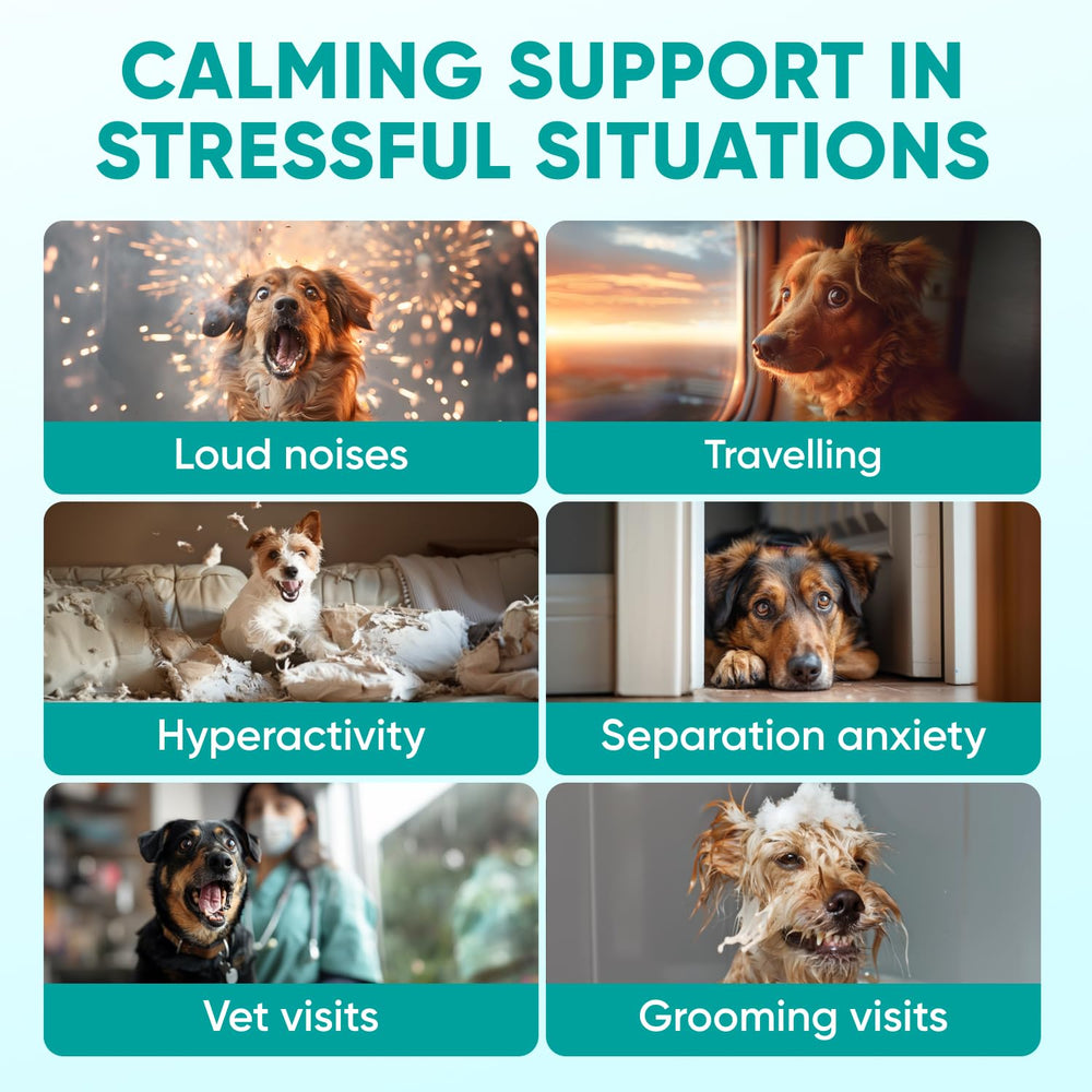 Pawzitive Pets calming chews beside car seat setup for smooth vet visits.