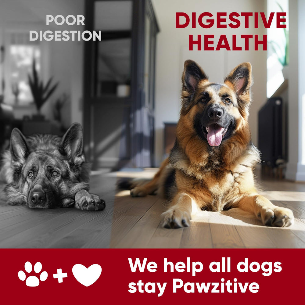 Pawzitive Pets made-in-USA dog supplement emphasizes quality and safety.