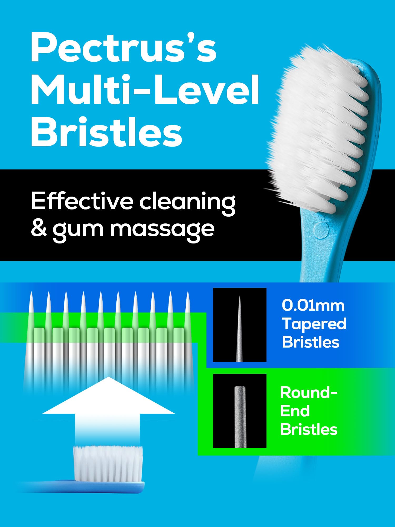 PECTRUS toothbrush head standard size facilitates access to all areas.