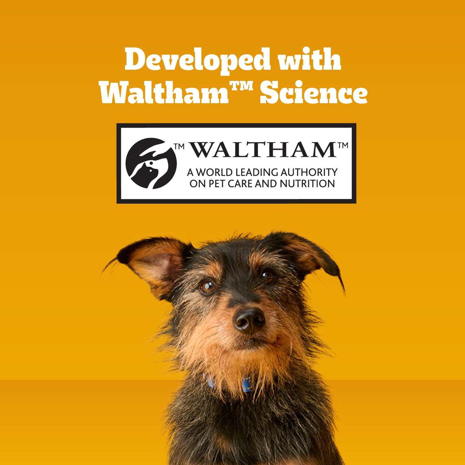Pedigree Dentastix daily treat for small breeds supports routine oral care.