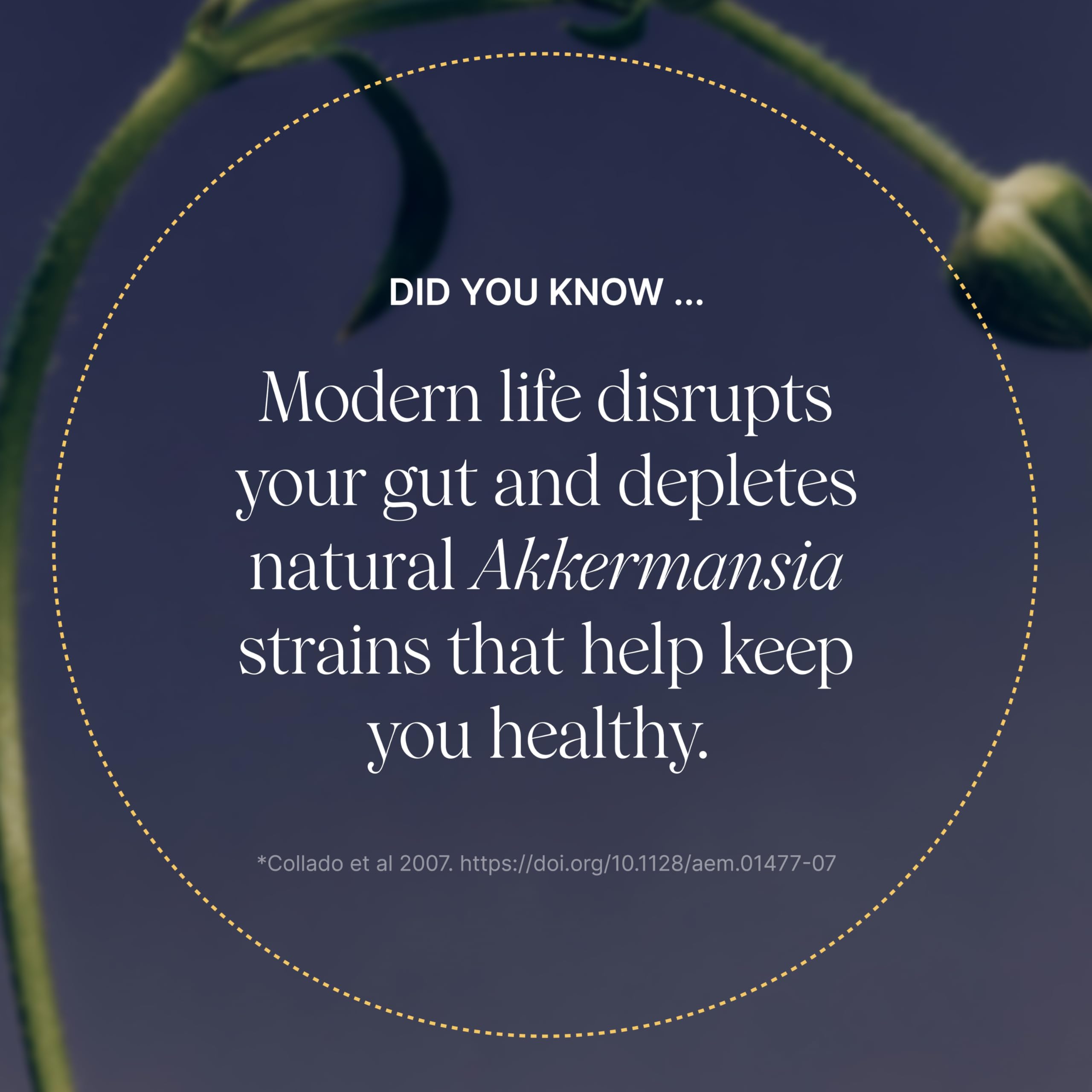 Pendulum Akkermansia probiotic capsules arranged for daily use with prebiotic fiber benefits