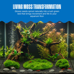 Embedded Glosso seeds inside Aqua-Flora resin begin to grow.