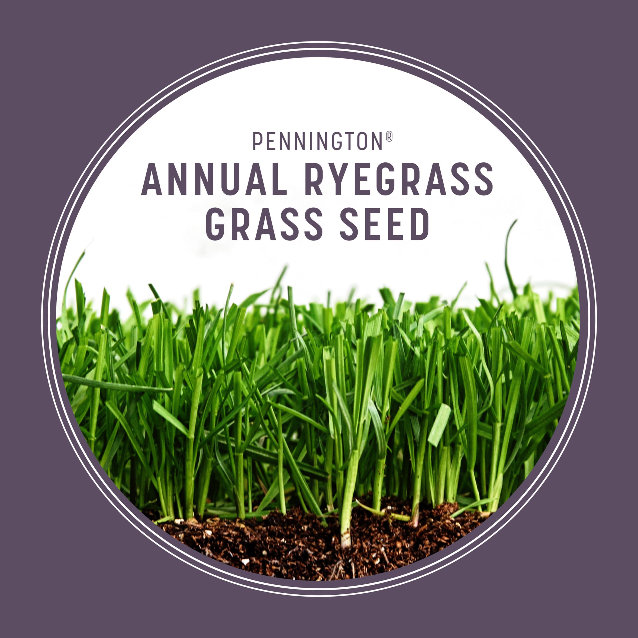 Pennington annual ryegrass seed showing disease resistance for durable turf.
