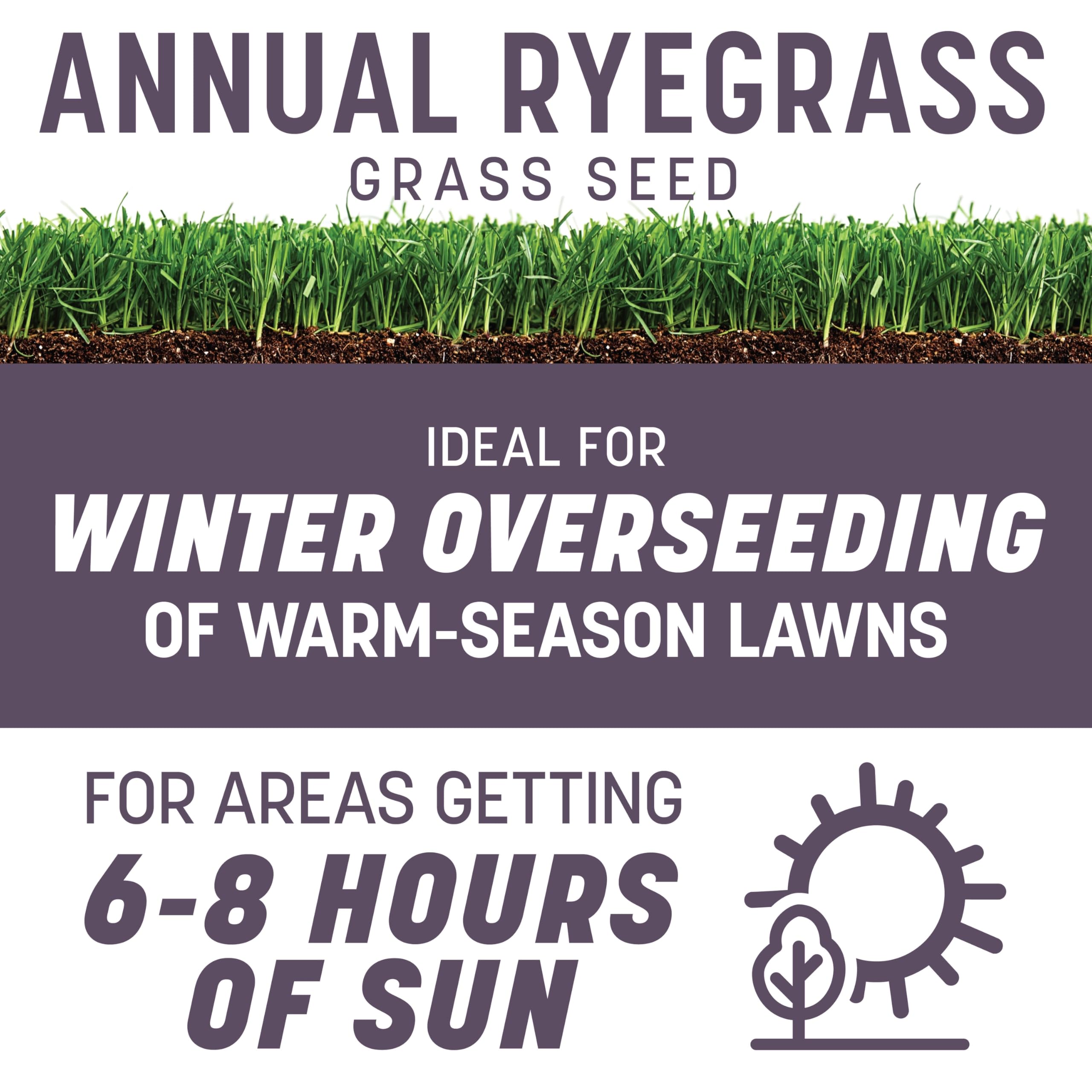 Pennington annual ryegrass overseeding in a southern lawn for green winter color.