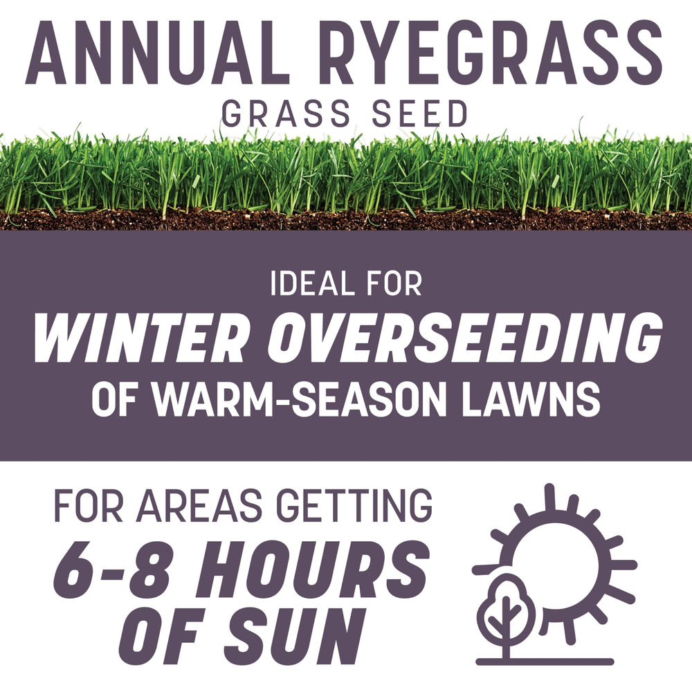Pennington annual ryegrass overseeding in a southern lawn for green winter color.