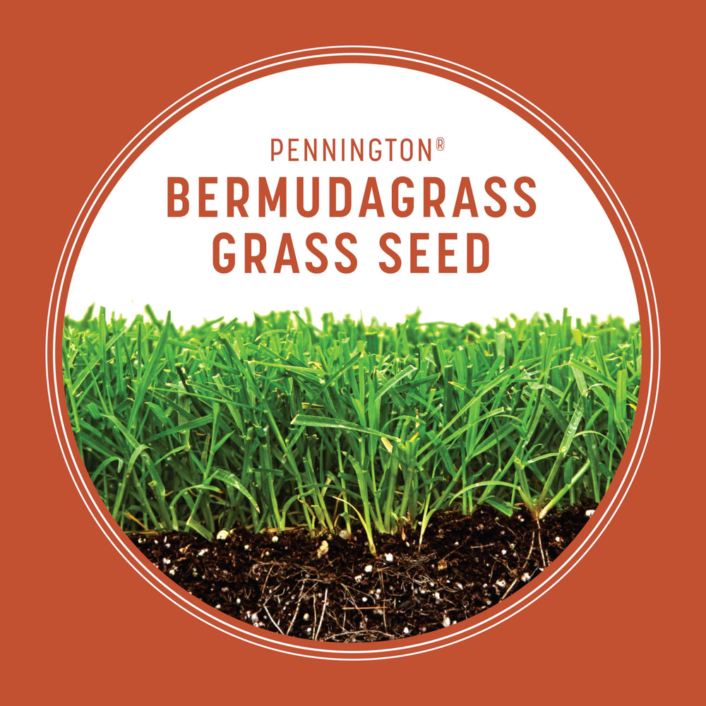 Close-up of dense Bermudagrass turf from Pennington seed.