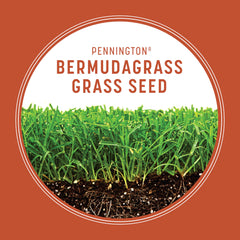 Close-up of dense Bermudagrass turf from Pennington seed.