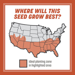 Pennington Bermudagrass seed creates dense, green turf for high-traffic areas.
