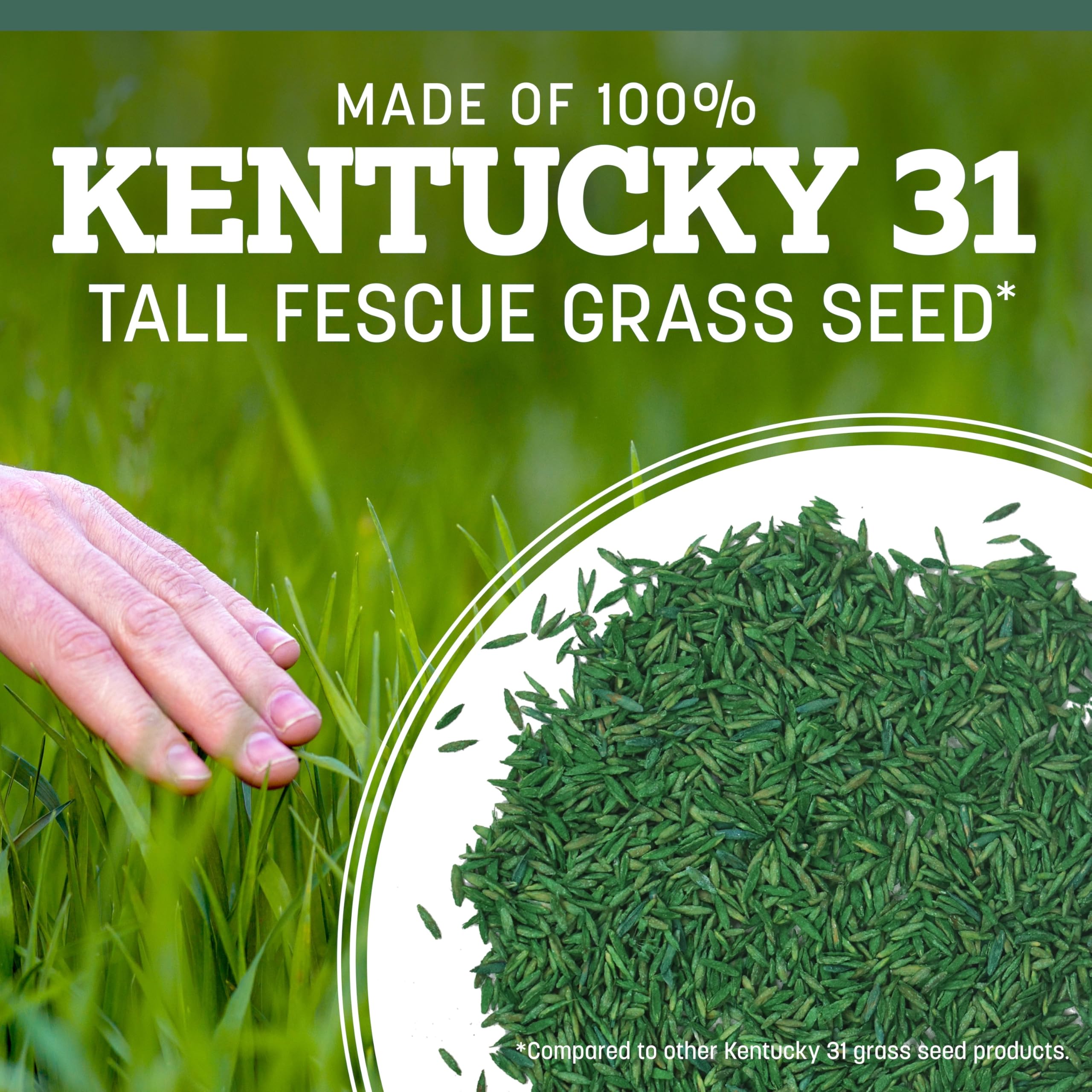Pennington Kentucky 31 Tall Fescue lawn thriving in sun to light shade.