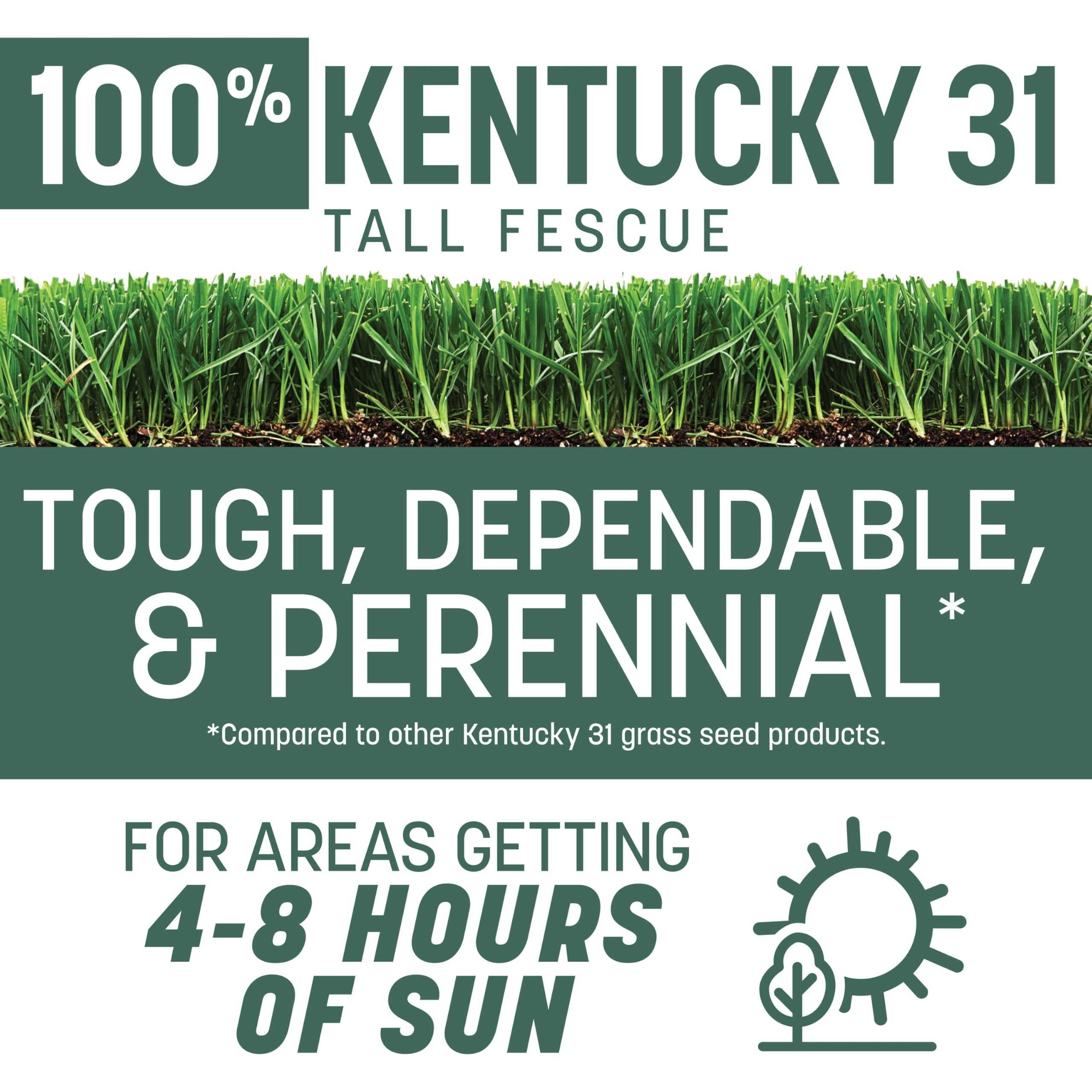 Pennington Kentucky 31 Tall Fescue germination close-up shows rapid establishment.