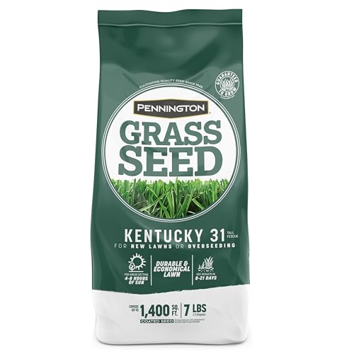 New lawn establishment from Pennington seed in sunny yard