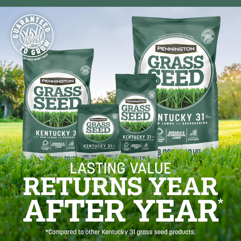 Overseeded yard patch transforming into a durable foot-traffic lawn