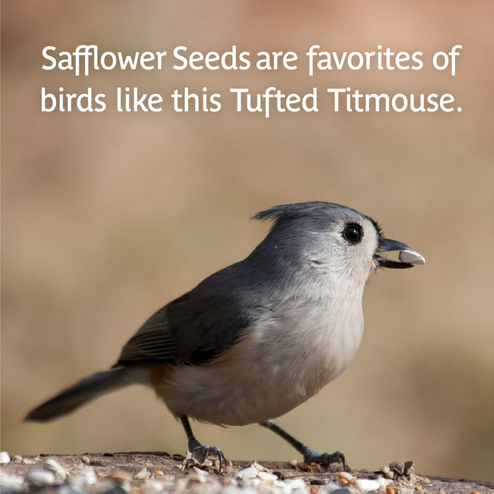 Pennington Select Safflower Seed ideal for simple backyard feeding setups