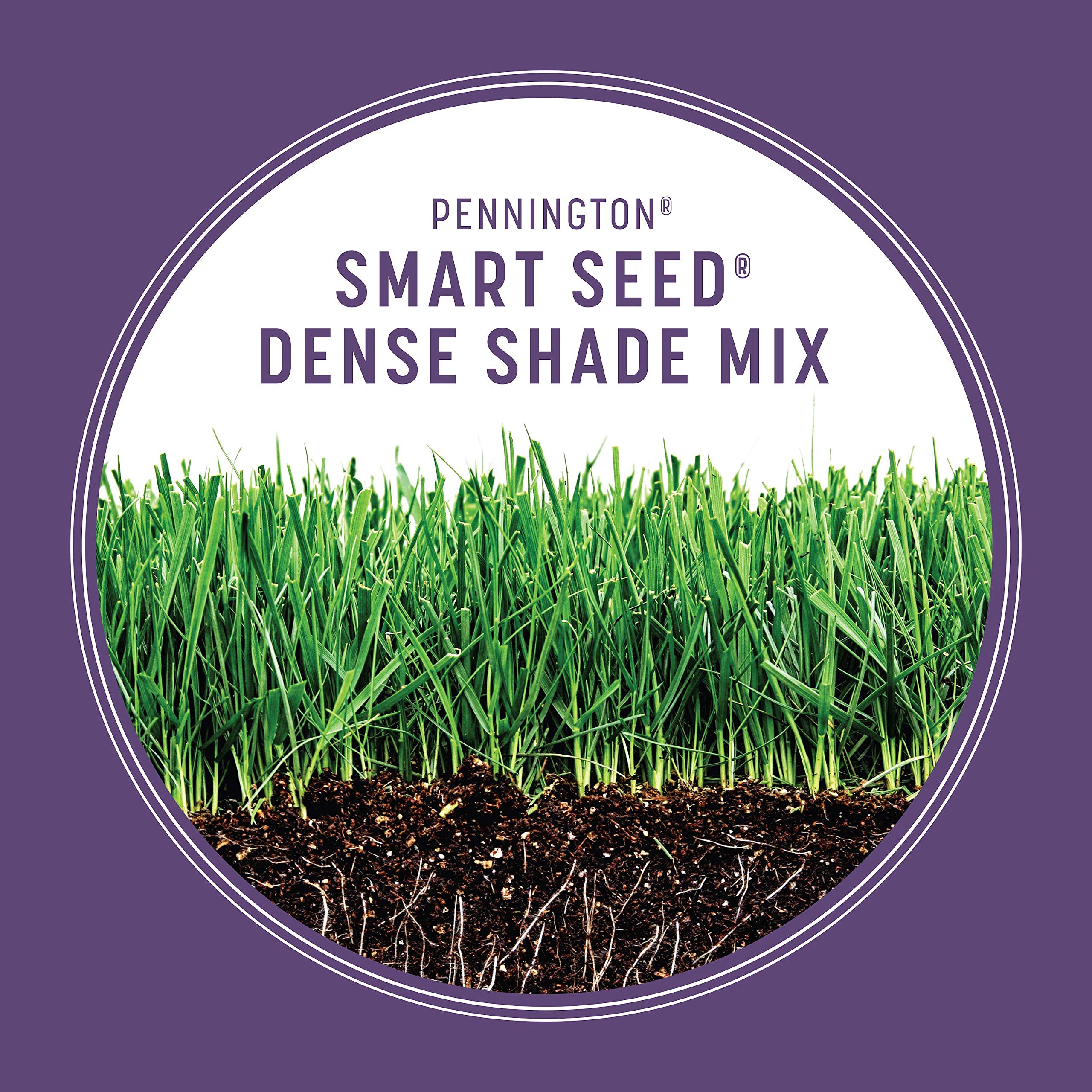 Pennington Smart Seed Dense Shade germination under low light.