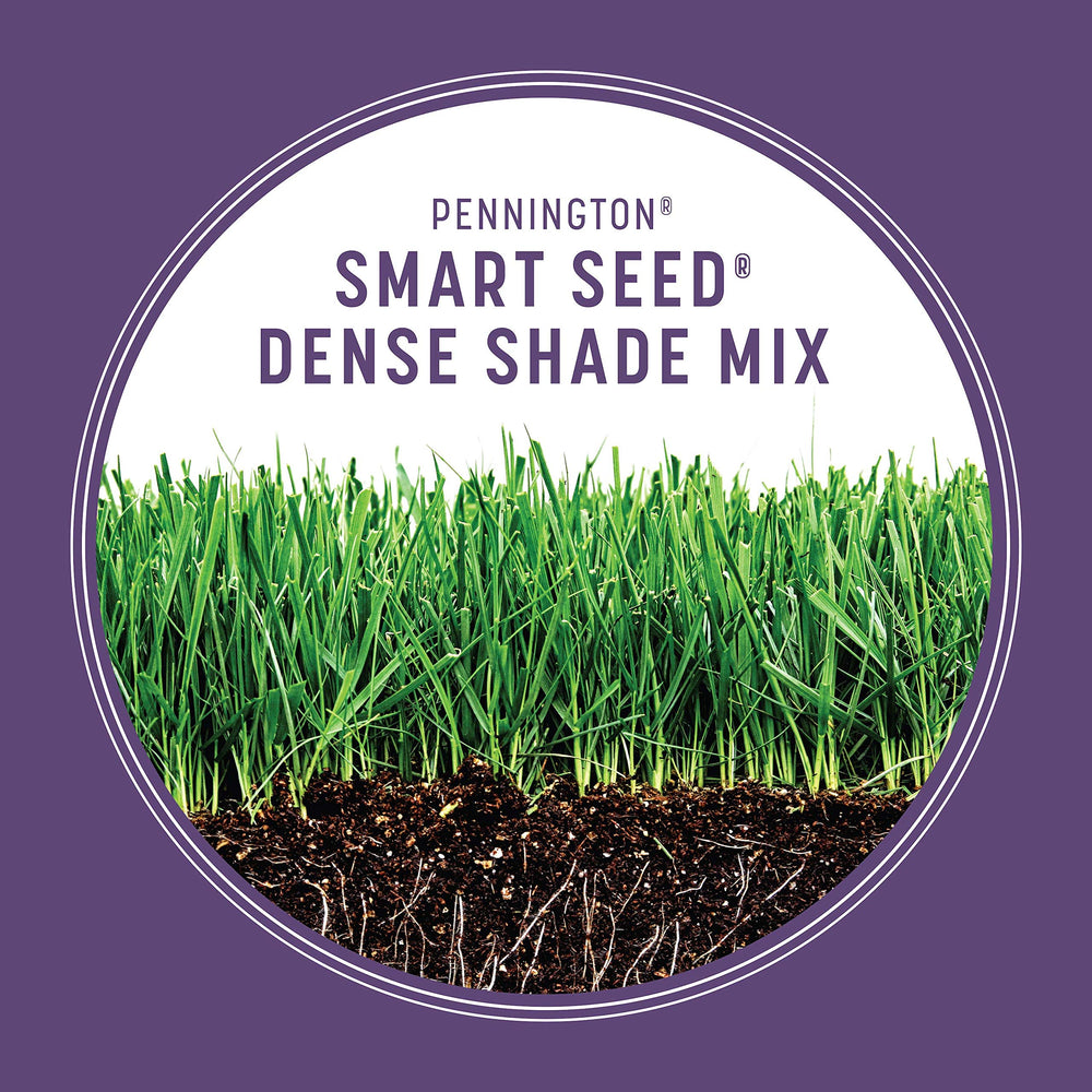Pennington Smart Seed Dense Shade germination under low light.