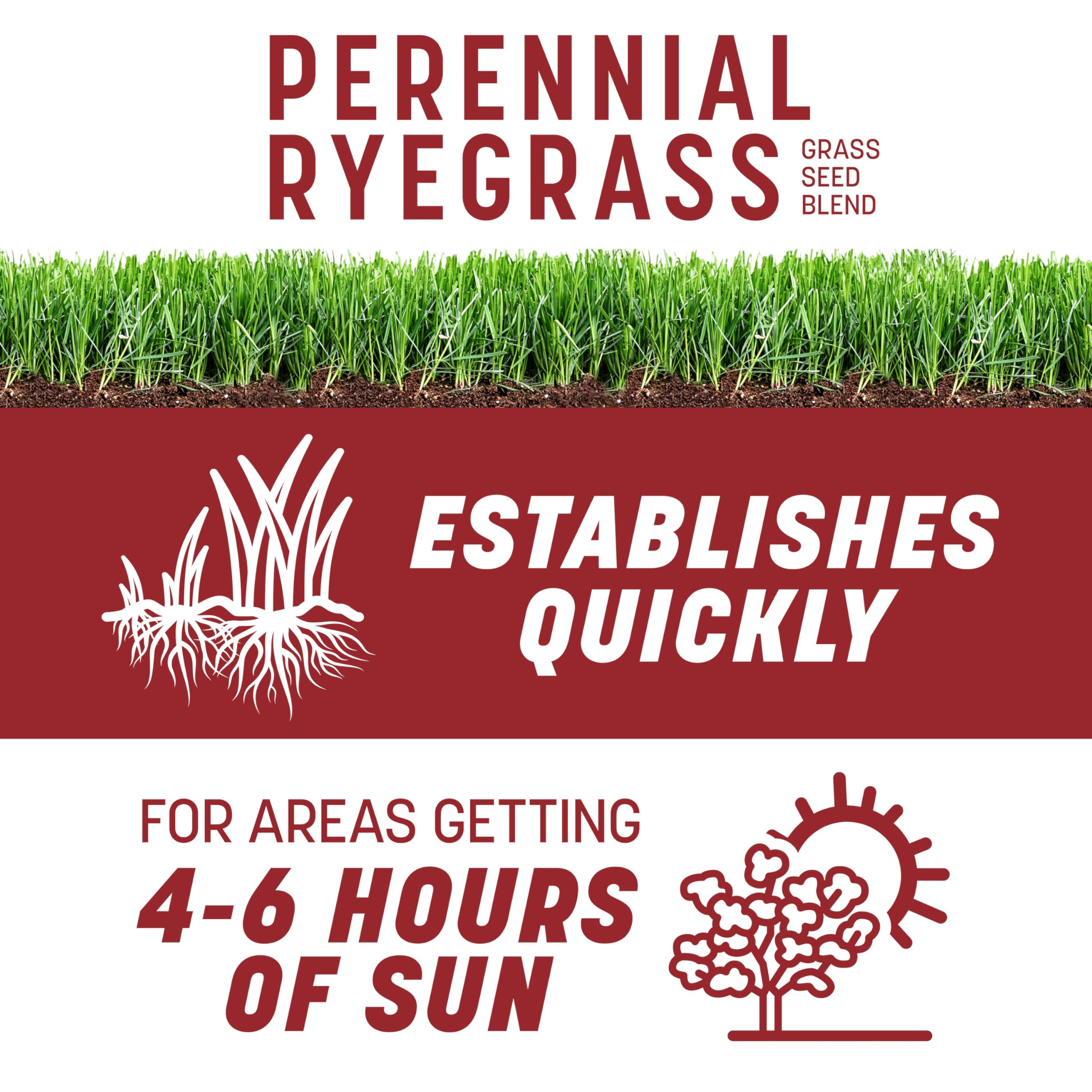Pennington Smart Seed Perennial Ryegrass germination stage over soil for quick coverage