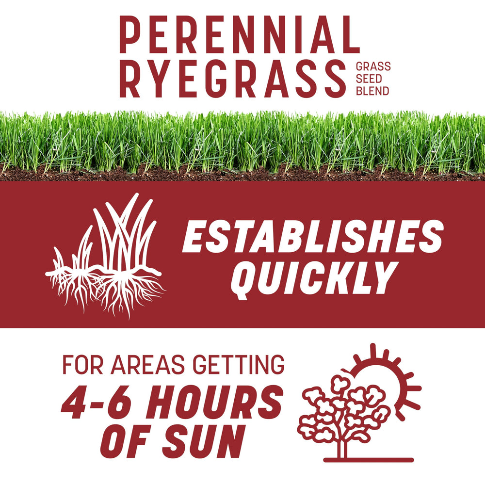 Pennington Smart Seed Perennial Ryegrass germination stage over soil for quick coverage