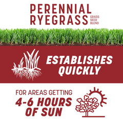 Pennington Smart Seed Perennial Ryegrass germination stage over soil for quick coverage