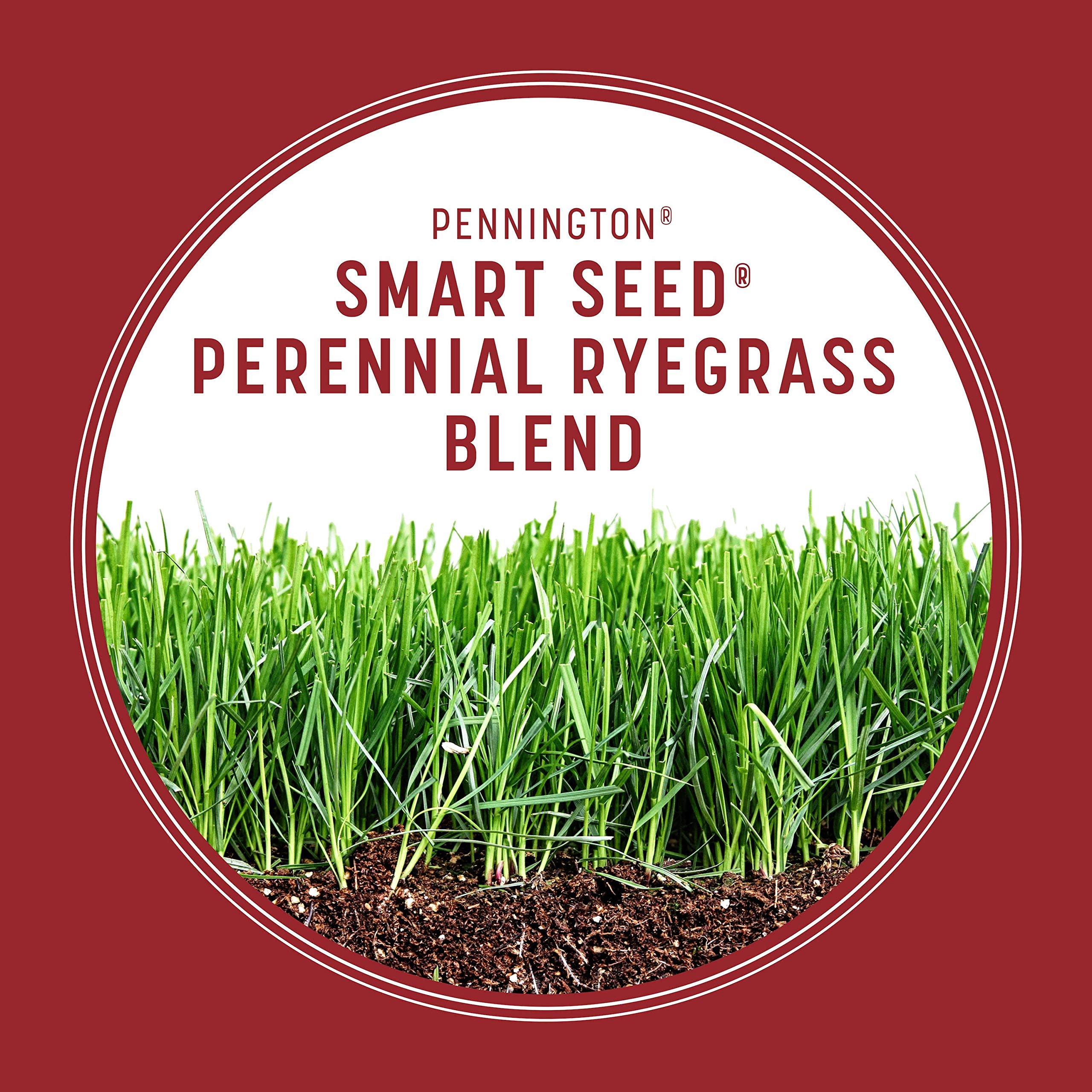 Pennington Smart Seed Perennial Ryegrass 750 sq ft overseeding coverage visual