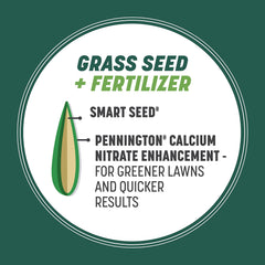 Germination process of Pennington Smart Seed Sun & Shade Tall Fescue.