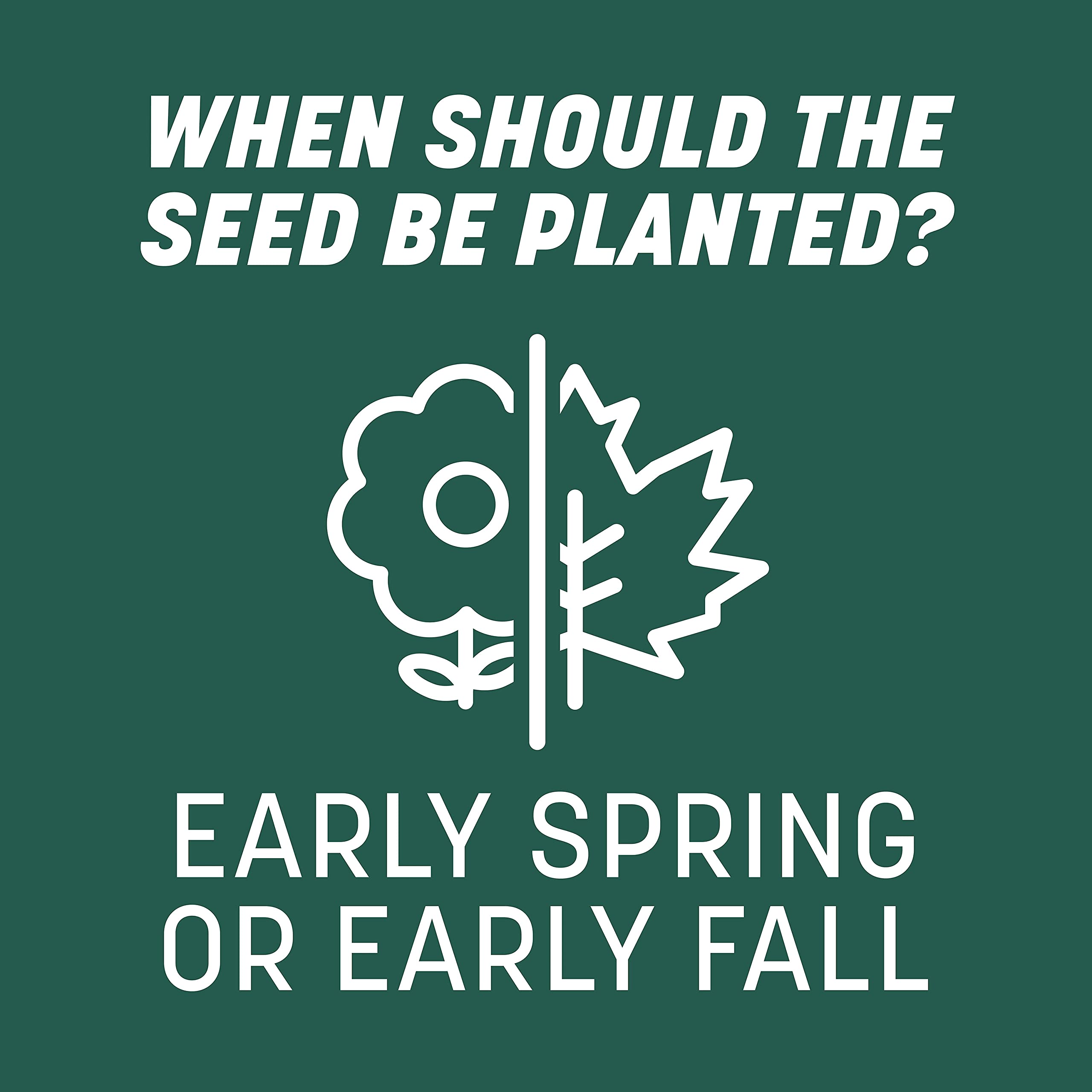 Seed placed on soil surface for overseeding with Pennington mix.