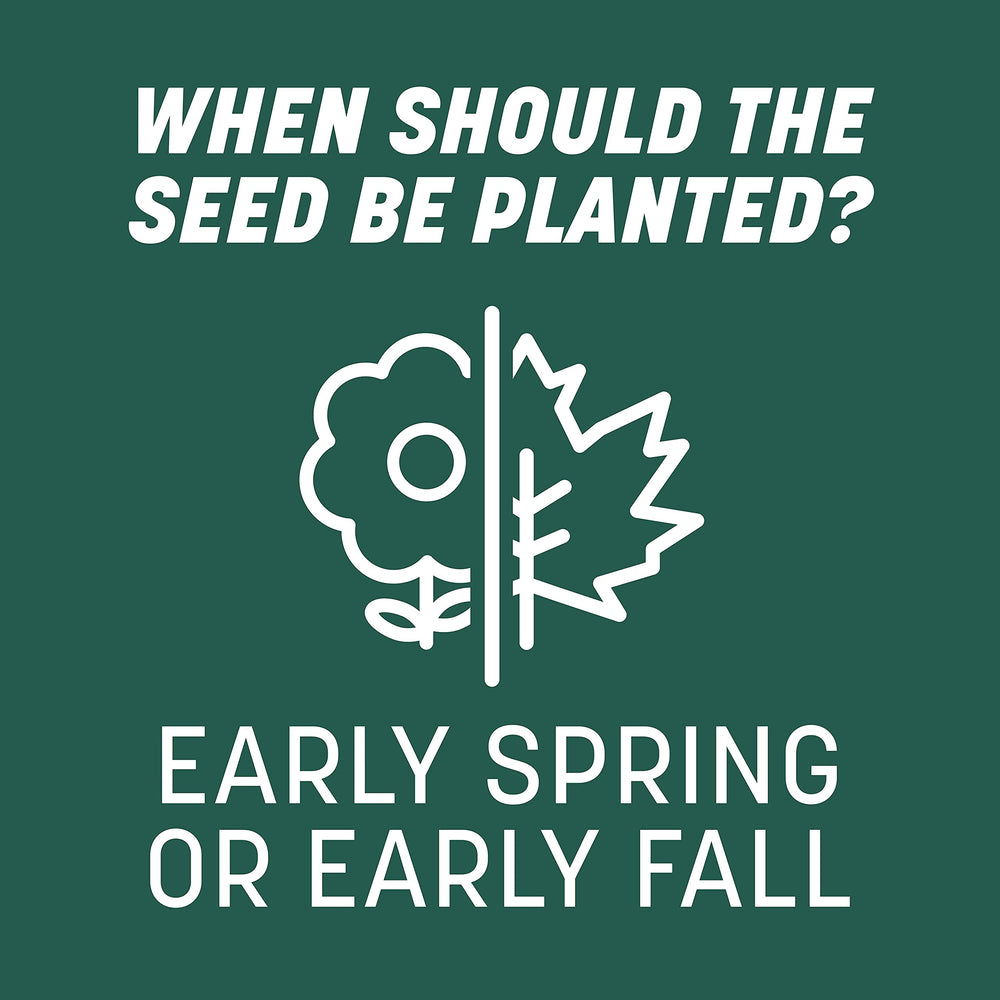 Seed placed on soil surface for overseeding with Pennington mix.