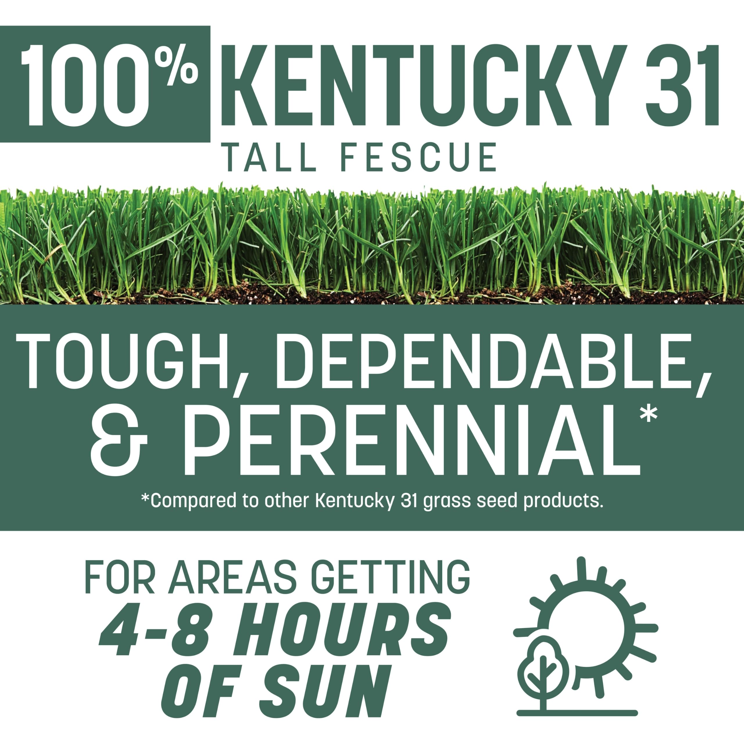 Close-up of Pennington tall fescue blades showing durable heat tolerance