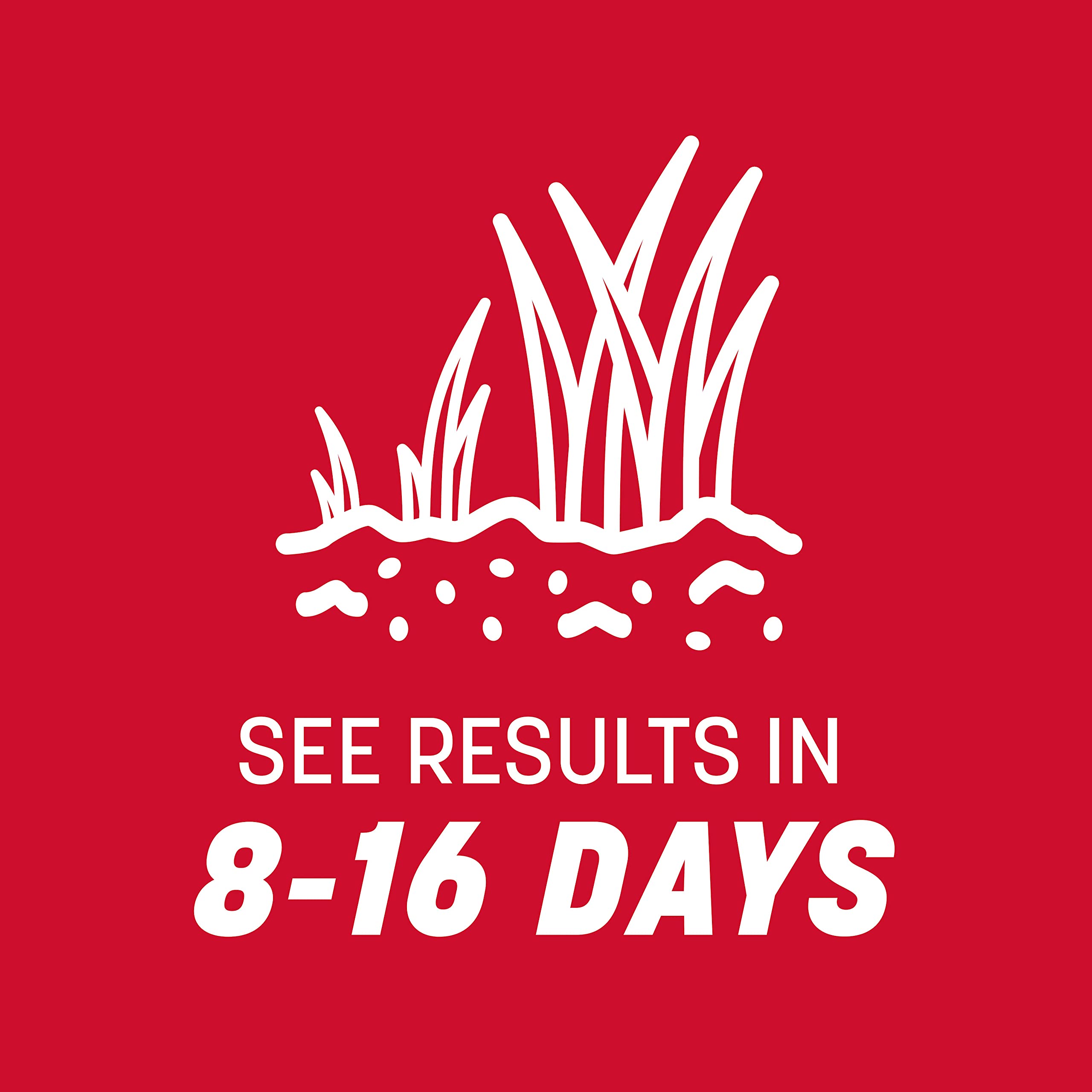 Pennington The Rebels tall fescue blades contrasted with Kentucky-31.