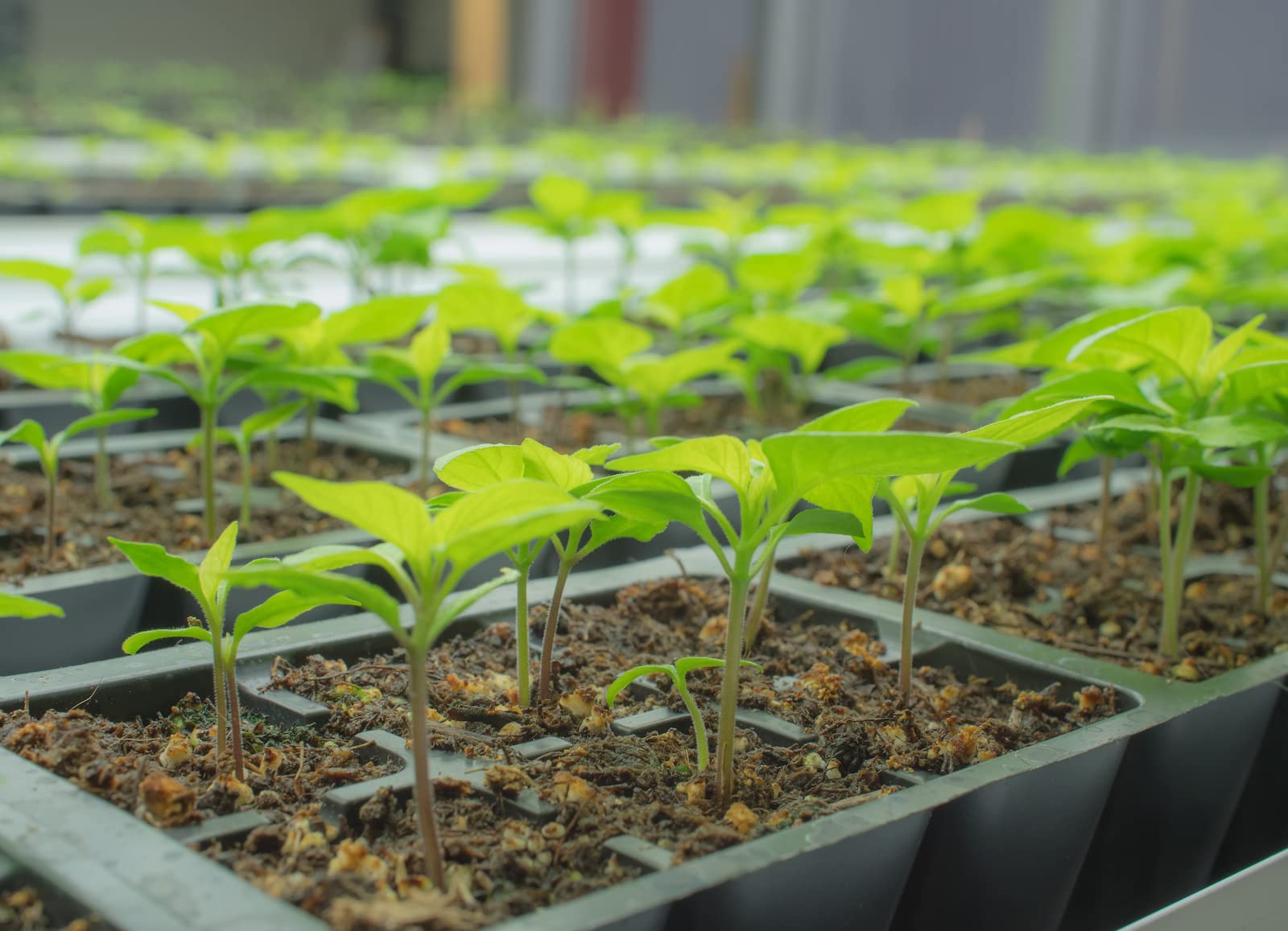 Carolina Reaper seeds in a greenhouse-verified batch for quality.