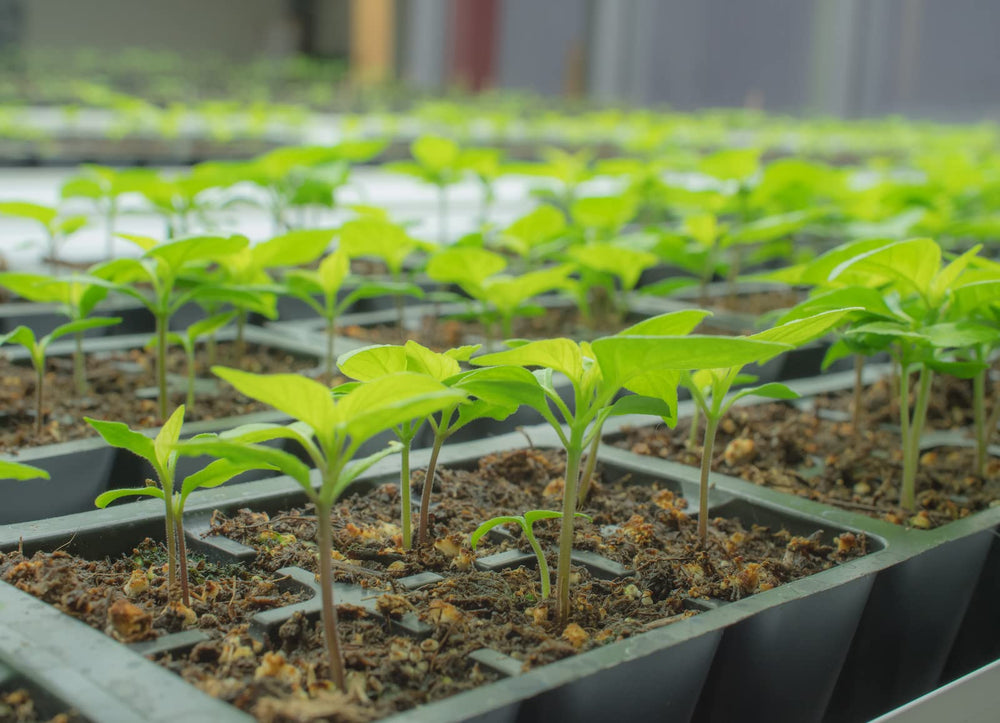 Carolina Reaper seeds in a greenhouse-verified batch for quality.