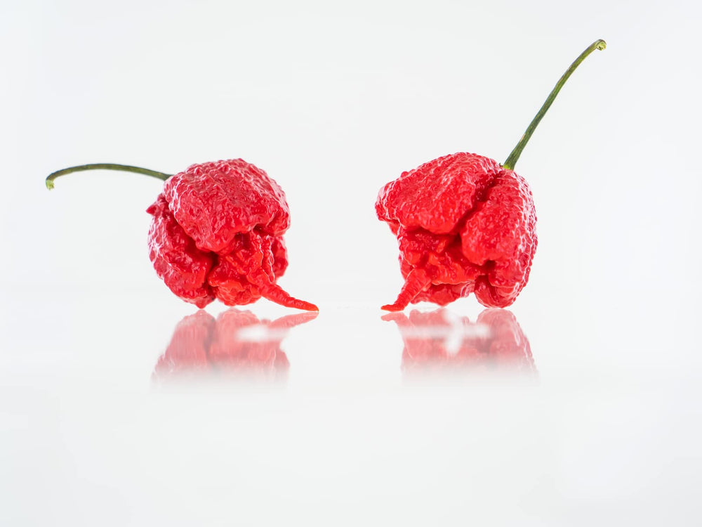 Hand-harvested Pepper Joe's Carolina Reaper seeds ensuring germination readiness.