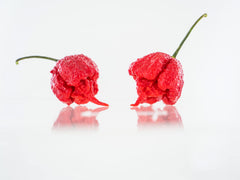 Hand-harvested Pepper Joe's Carolina Reaper seeds ensuring germination readiness.