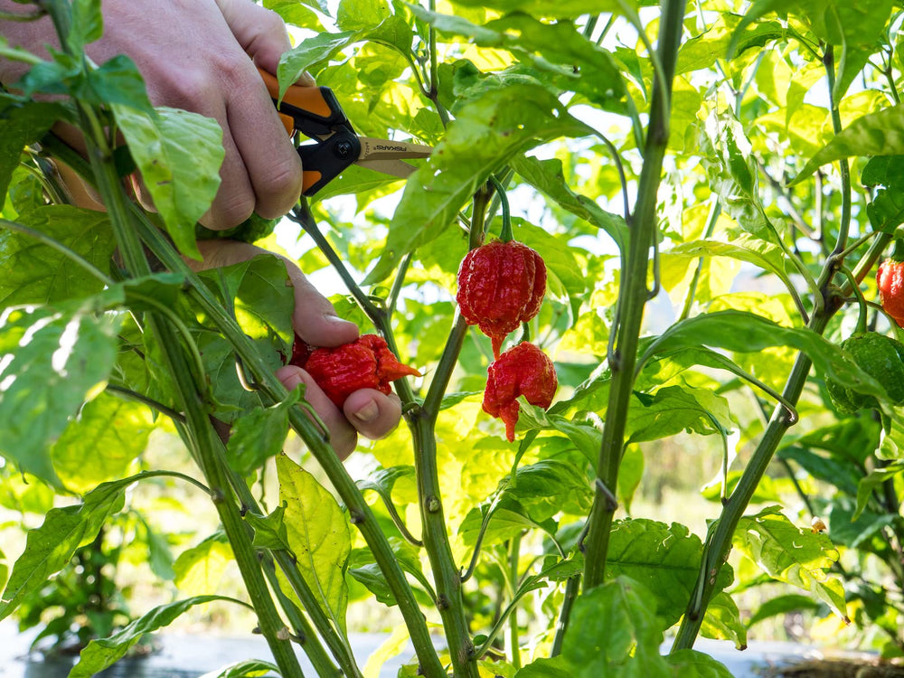 Pepper Joe's Carolina Reaper seeds pictured for edible pepper production.
