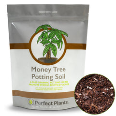 Perfect Plants Money Tree soil bag ready for indoor planting to support healthy roots