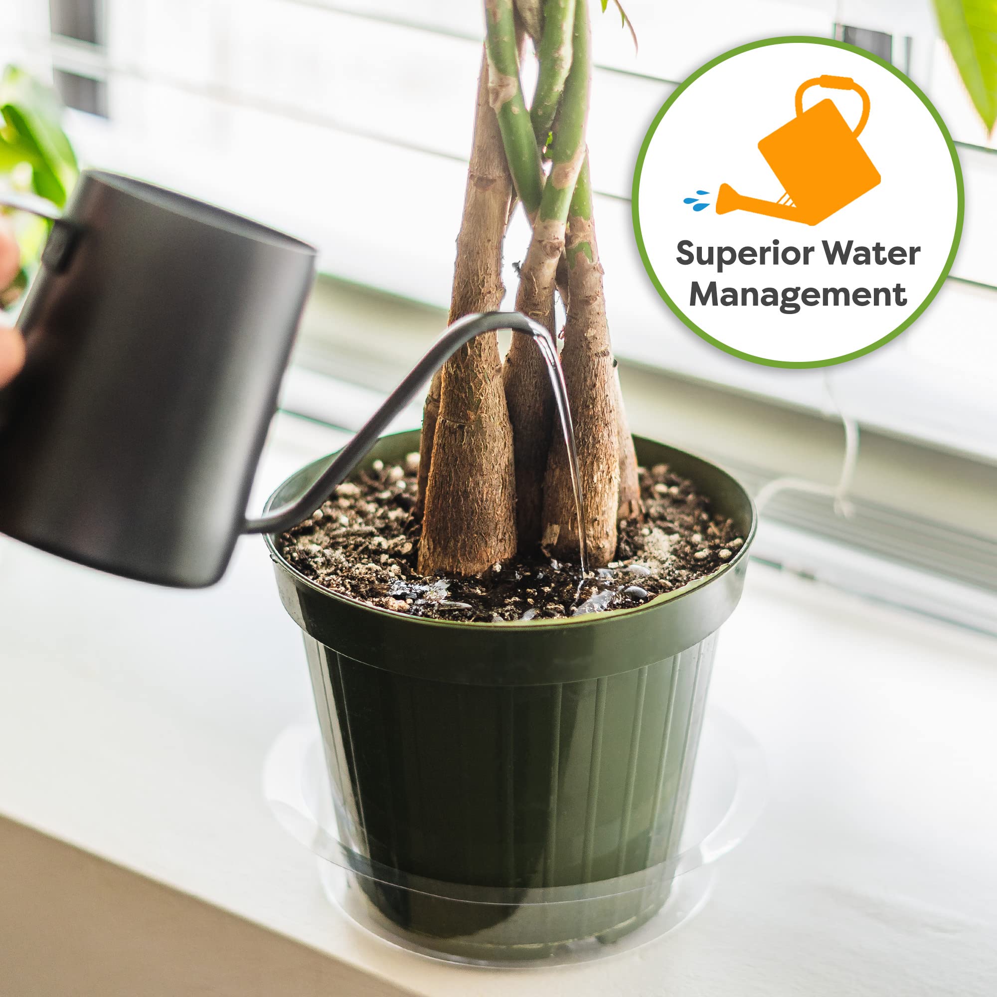 Root growth benefits scene: money tree roots thriving in Perfect Plants mix