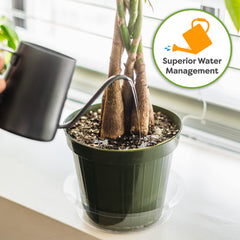 Root growth benefits scene: money tree roots thriving in Perfect Plants mix
