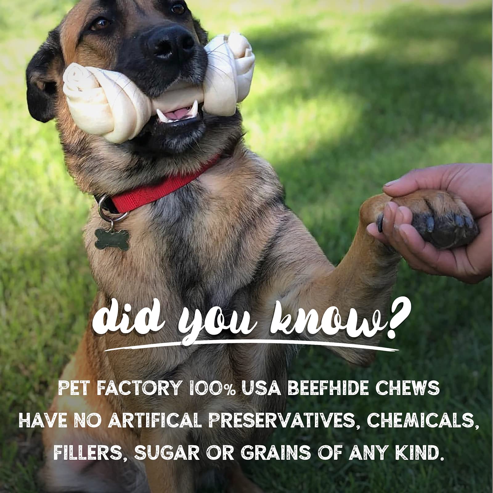 Pet Factory dog chewing action image demonstrates long-lasting chew satisfaction.