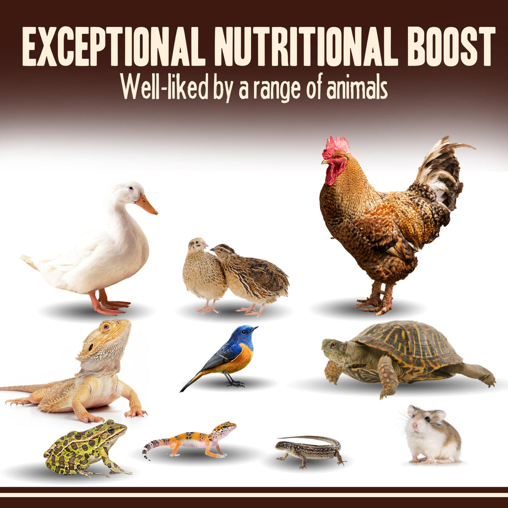 Pet Faves dried mealworms wild-birds-snack: loved by bluebirds, robins, cardinals and more.