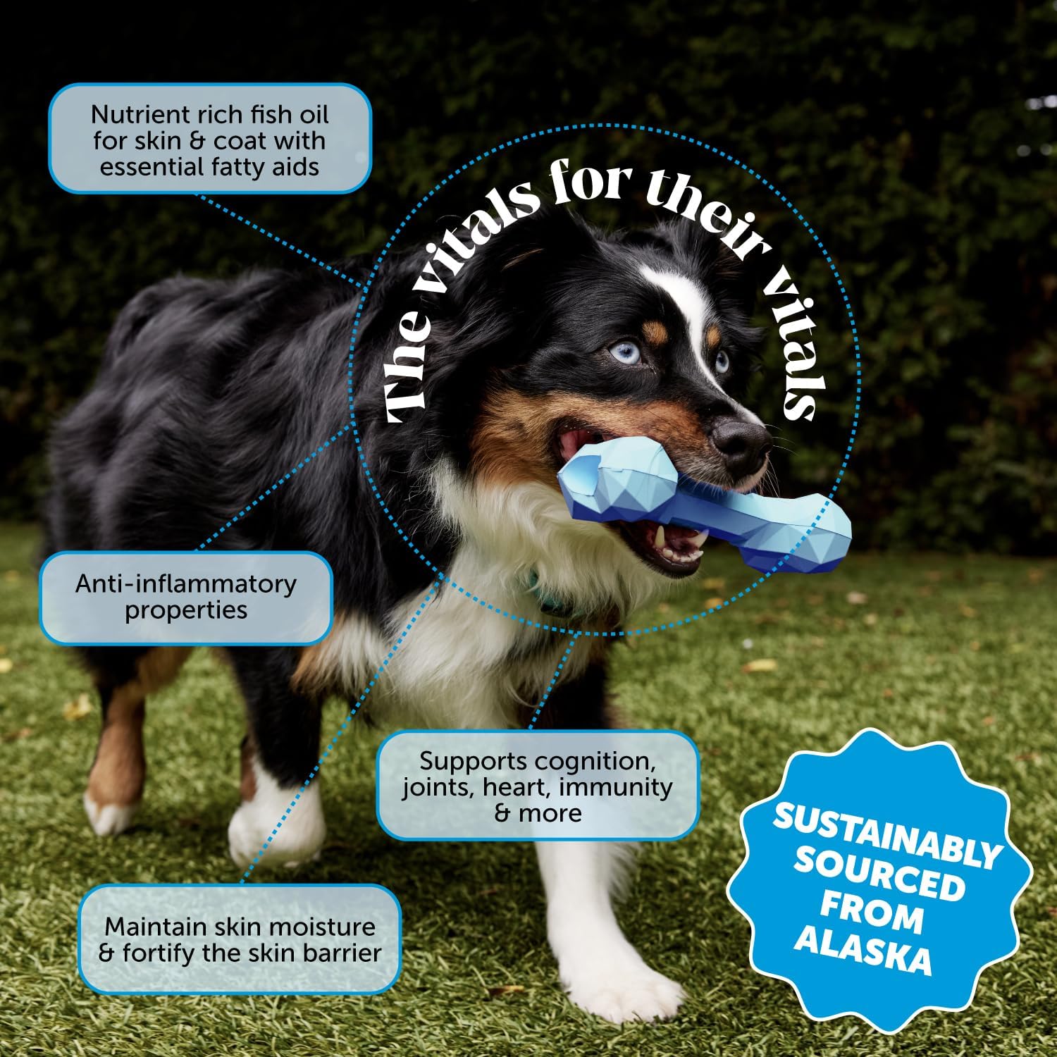 Pet Honesty wild-caught Alaska omega-3 for pets supports overall health.