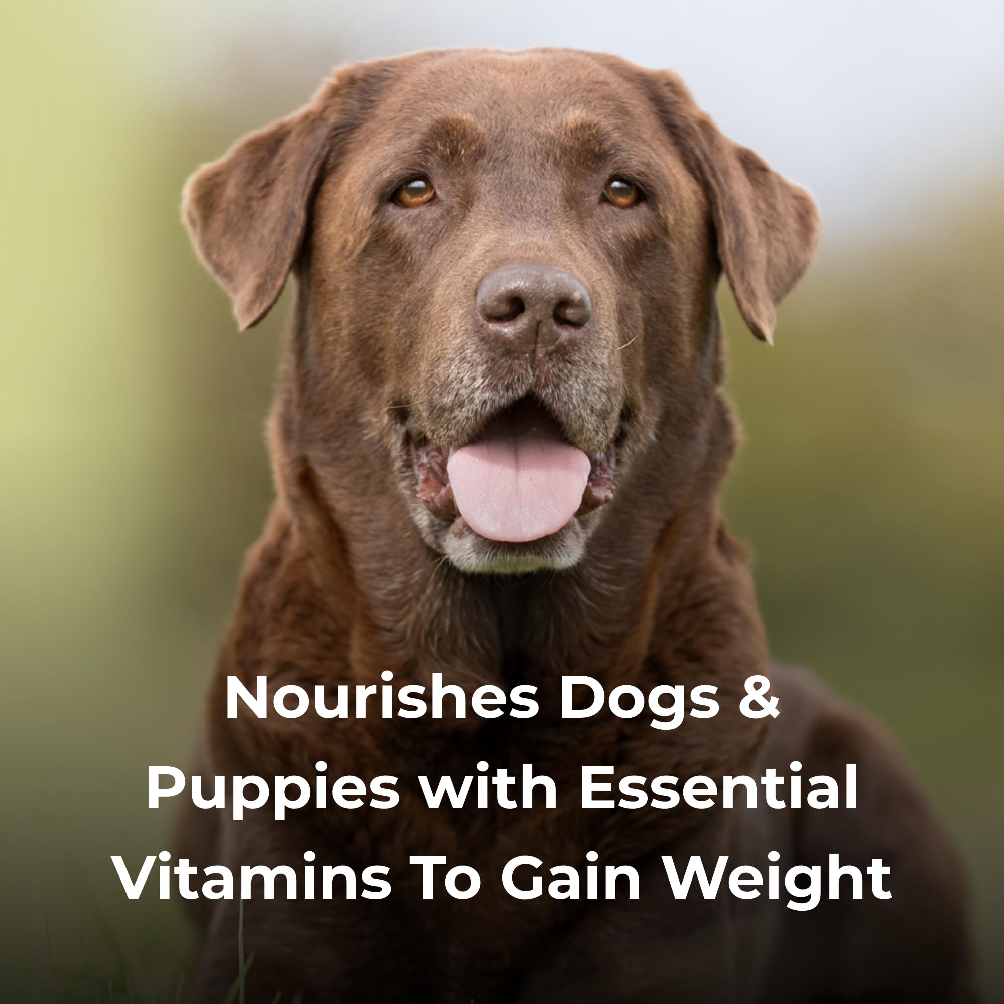 PetAg Dyne - Ambiance chien actif savourant un repas nutritif.