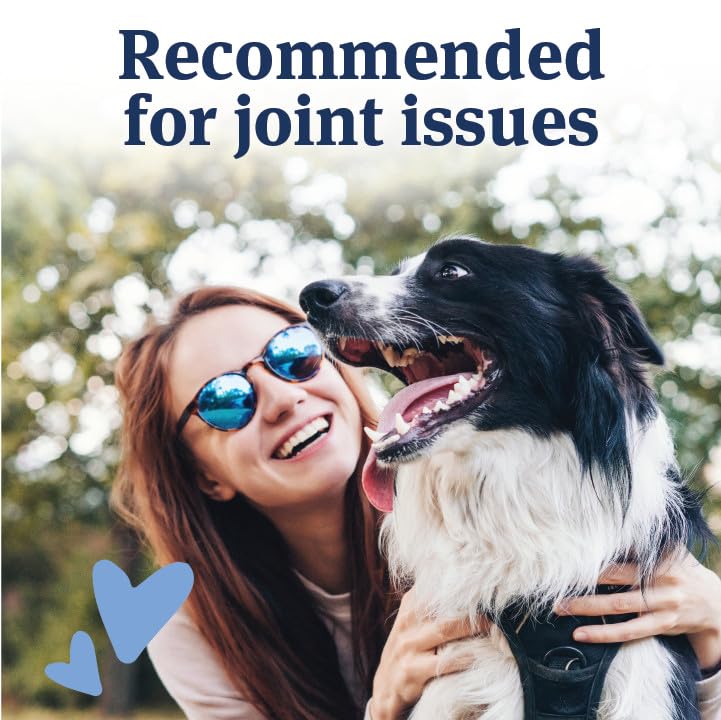 PetArmor Aspirin supports dog joints during playtime.
