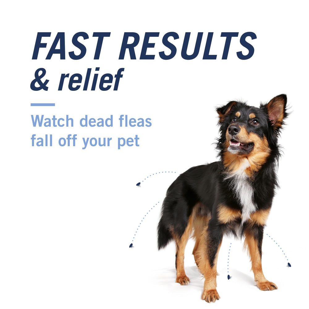 PetArmor CapAction dog taking pill, convenient alternative to messy topicals.