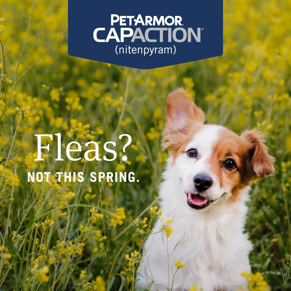 Close-up of CAPACTION tablet to highlight compact oral medicine for fleas