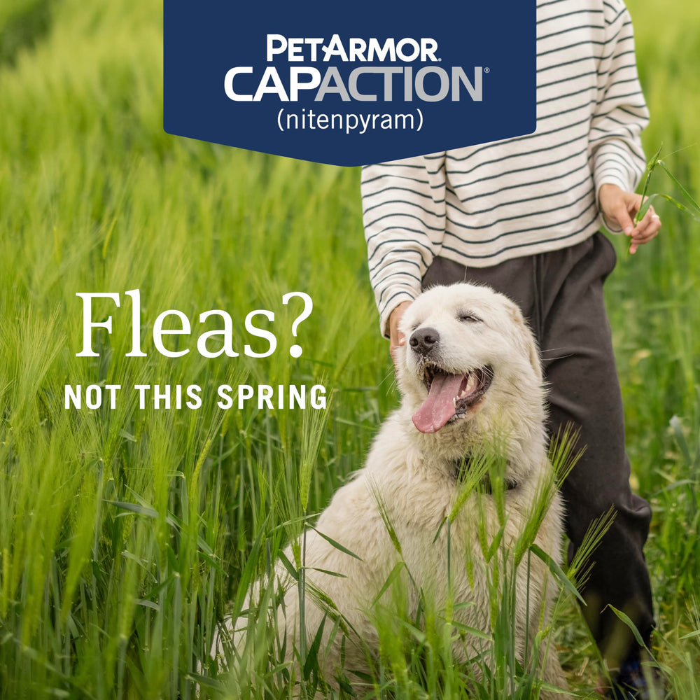 PetArmor CapAction tablet closeup, chewable fast-acting flea treatment for dogs.