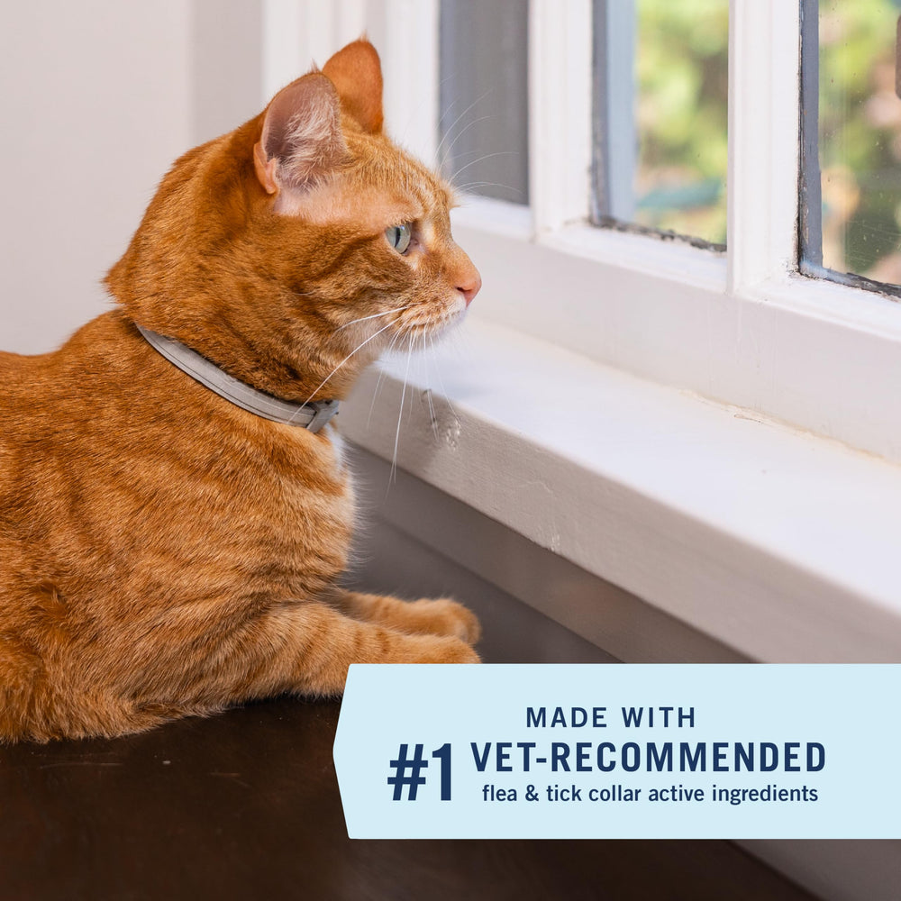 Eight-month protection shown by the PetArmor Extend collar on cat.