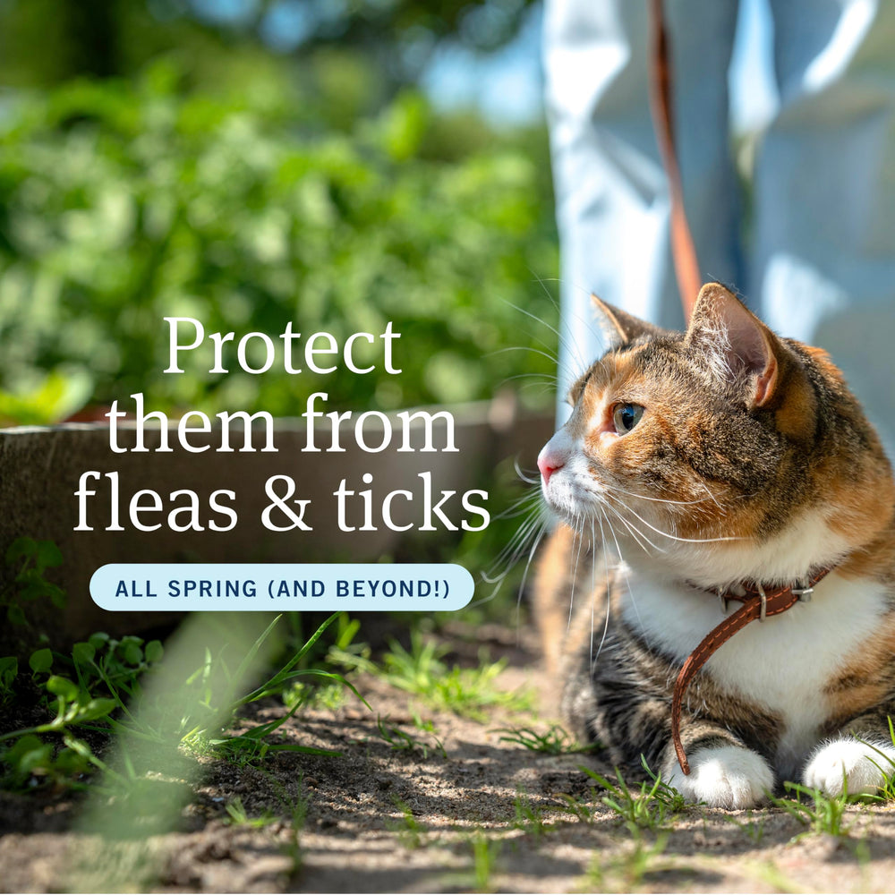 PetArmor Plus waterproof formula on cat fur for wet conditions.