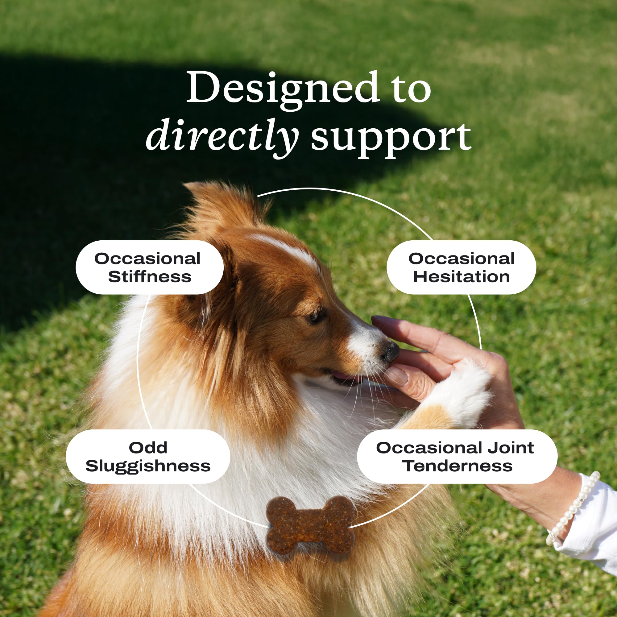 PetLab Co Joint Care Chews dog mobility focus shows convenient daily dosing.